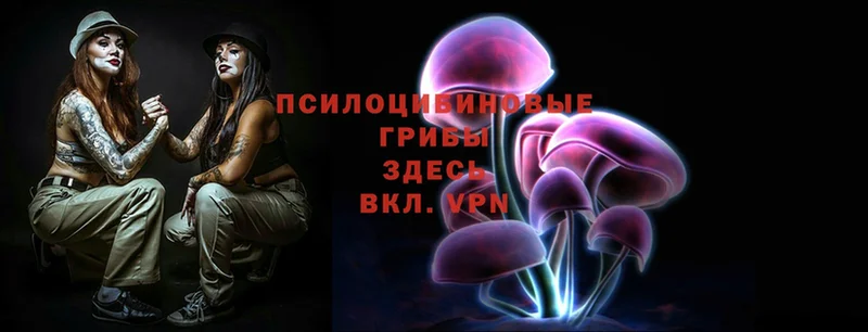 Галлюциногенные грибы Psilocybe  Корсаков 